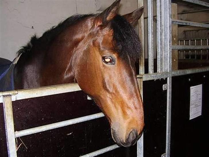 New Forest Cirkeline  billede 6