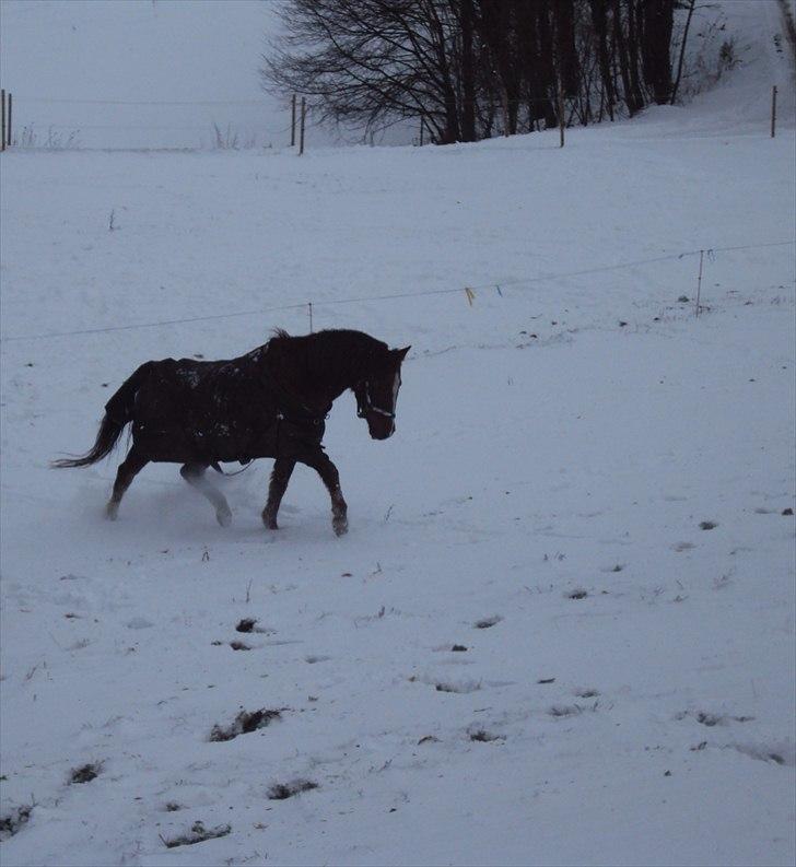 Tysk Sportspony Dancer billede 16