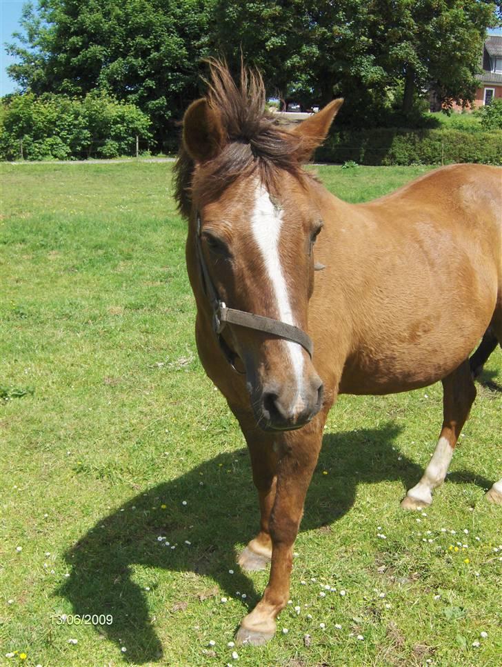 Tysk Sportspony Dancer billede 17