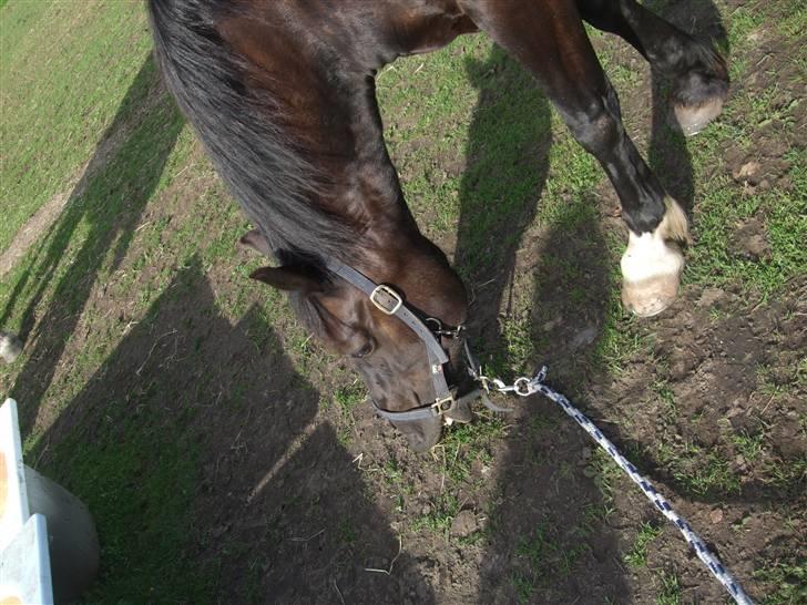 Anden særlig race Black (: (har redet) billede 12