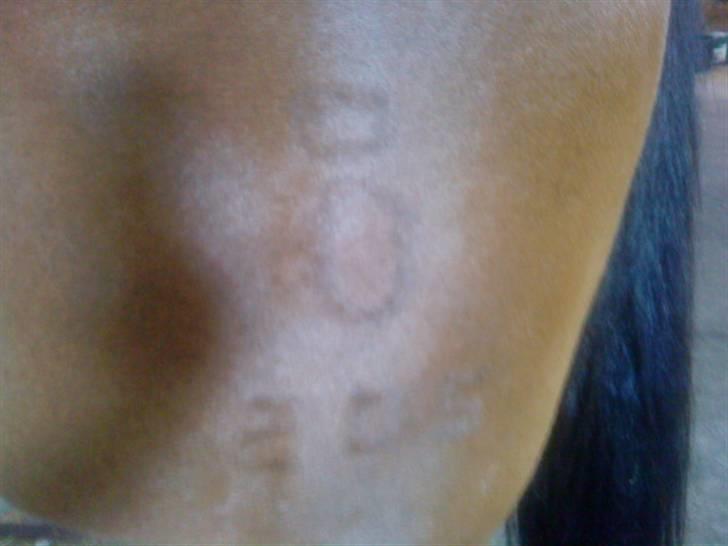 Oldenborg Sako billede 7