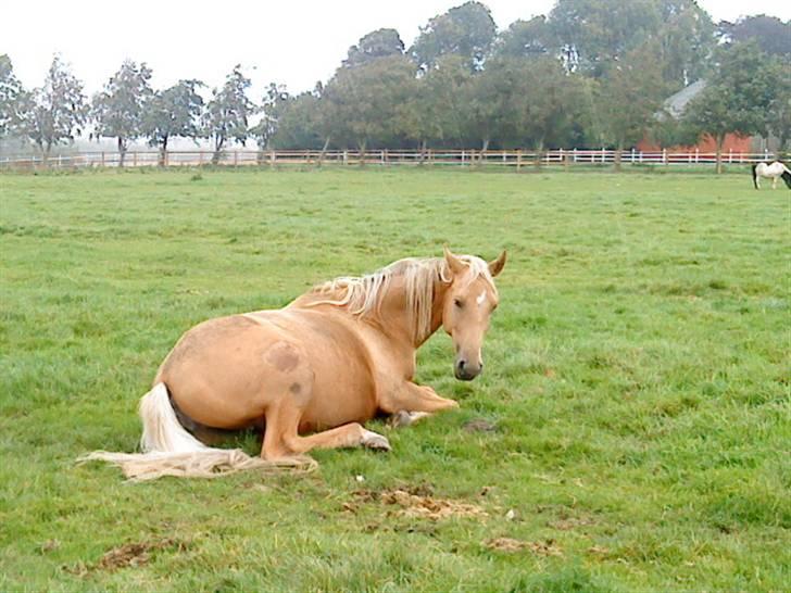 Palomino Guldhyppen Disalica :-I  - Disalica på marken :´) - undskyld kvaliteten :) billede 18