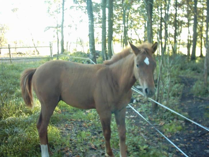 Anden særlig race Solgt Enghavegårds D´arcy *SOLGT* billede 9
