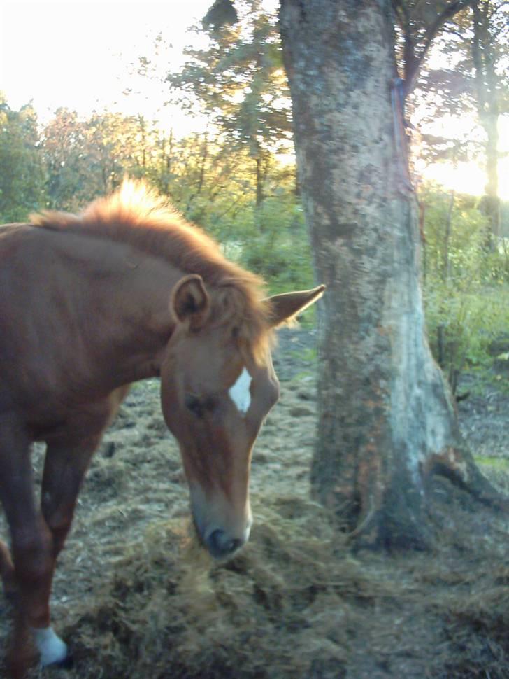 Anden særlig race Solgt Enghavegårds D´arcy *SOLGT* billede 10