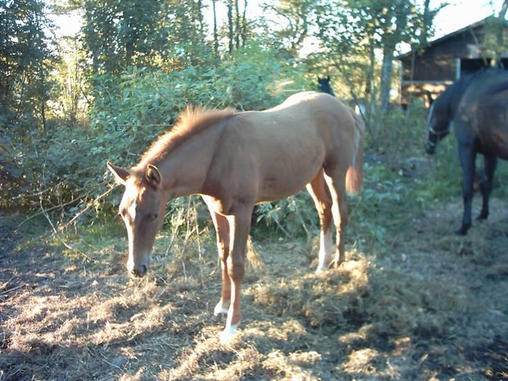 Anden særlig race Solgt Enghavegårds D´arcy *SOLGT* billede 11