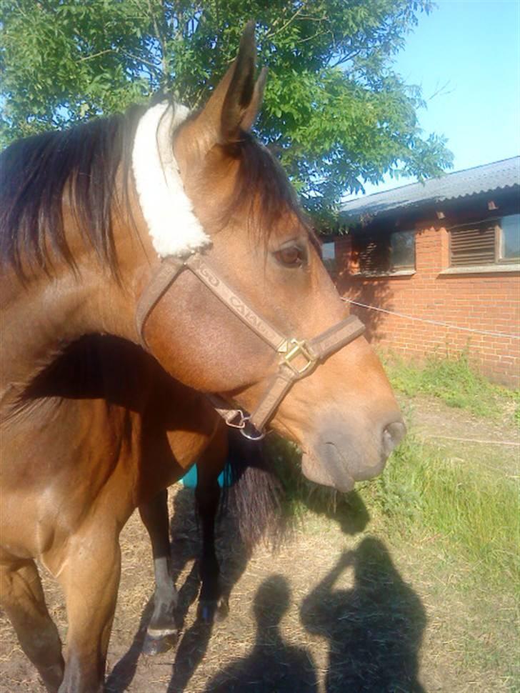 Oldenborg Sako billede 8