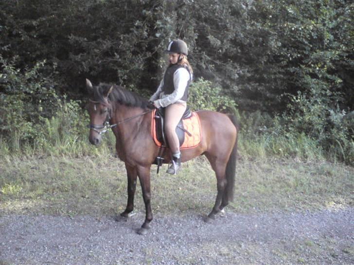 Tysk Sportspony Mc Meyer (solgt) billede 1