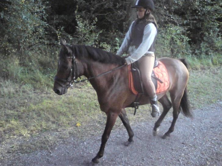 Tysk Sportspony Mc Meyer (solgt) billede 2