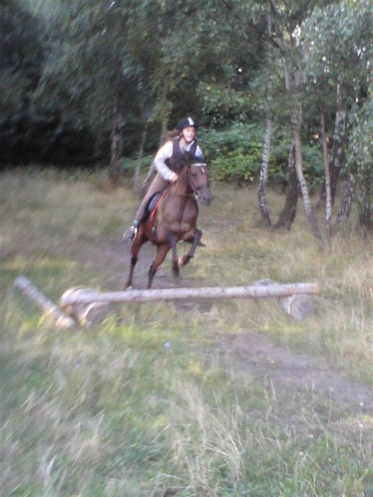 Tysk Sportspony Mc Meyer (solgt) billede 3