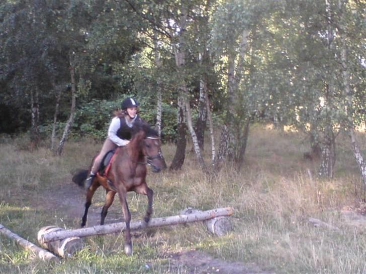 Tysk Sportspony Mc Meyer (solgt) billede 4