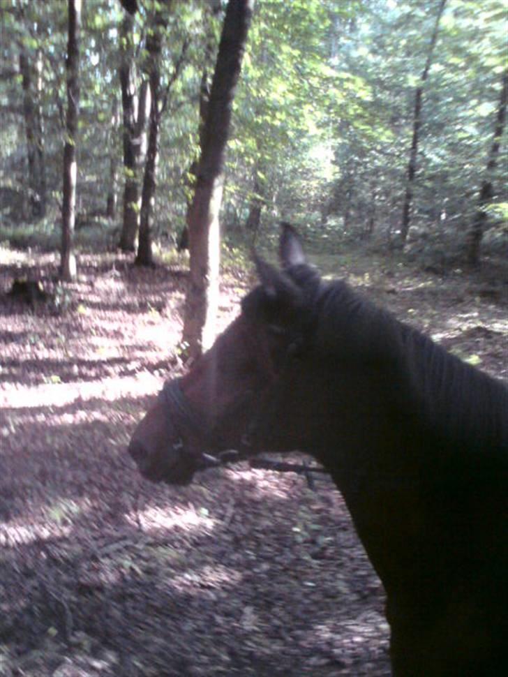 Tysk Sportspony Mc Meyer (solgt) billede 5