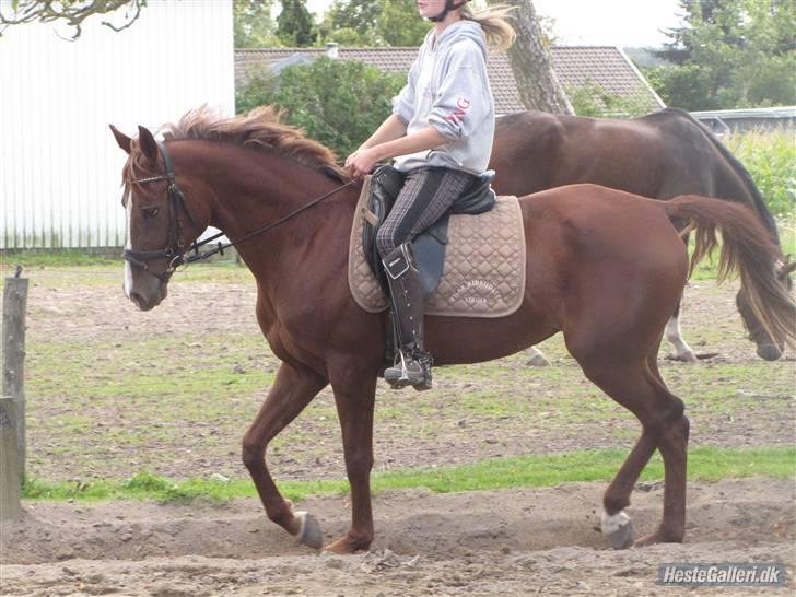 Hollandsk Sportspony Charléne *tidl. hest - dressur træning :b billede 14