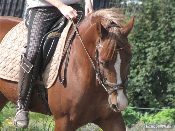 Hollandsk Sportspony Charléne *tidl. hest - ... billede 15