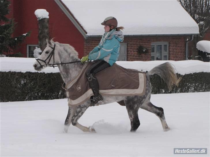 Anden særlig race Aladin *tidl lånepony. - Snevejr osv  billede 11