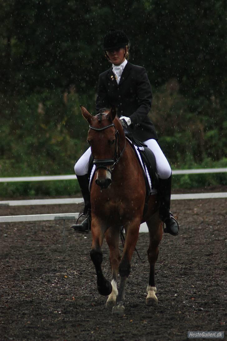 Anden særlig race Fernando B-pony - R.I.P... - stævne billeder taget fra holdmesterskab i la1 i big:) billede 11