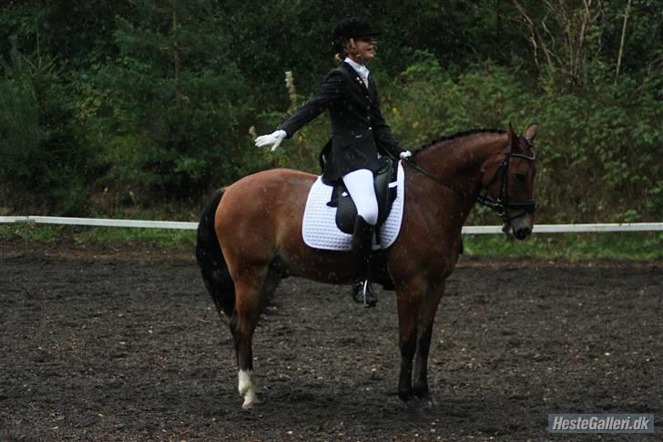 Anden særlig race Fernando B-pony - R.I.P... - flot  billede 13