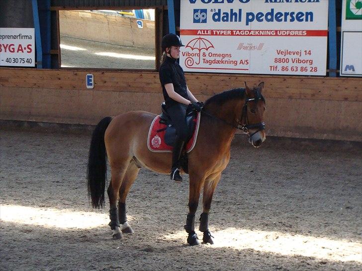 Anden særlig race Fernando B-pony - R.I.P... - træner stævne program billede 14