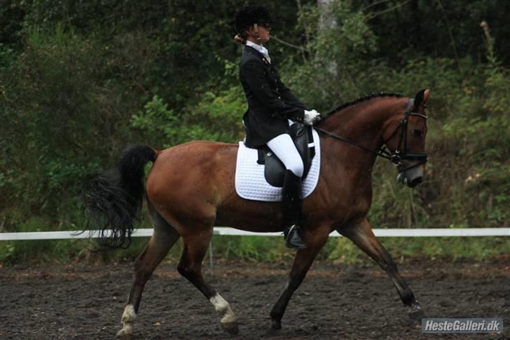 Anden særlig race Fernando B-pony - R.I.P... - det stod ned i stænger, hehe vi var meget våde:i) billede 15