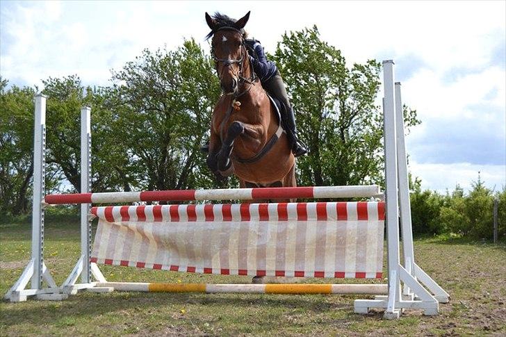 Polsk Varmblod Bajor - yndlinghest. - bajor og jeg springer 100cm. billede 8