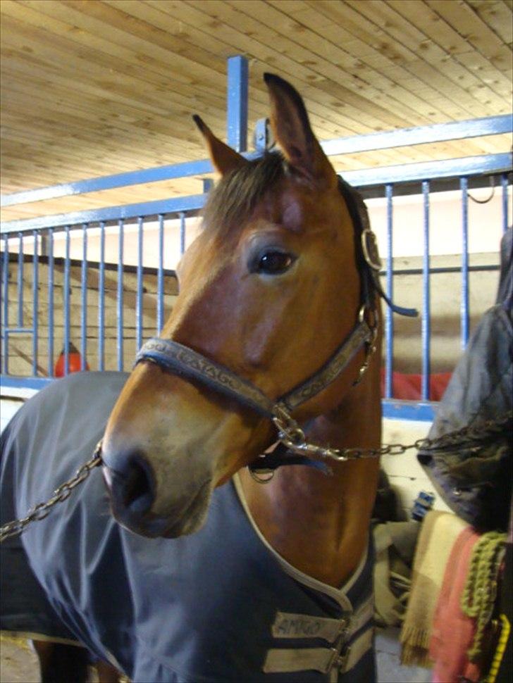 Anden særlig race Fernando B-pony - R.I.P... billede 16