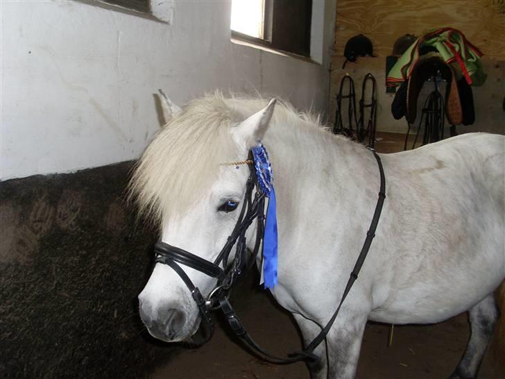 Anden særlig race Wendy solgt billede 19