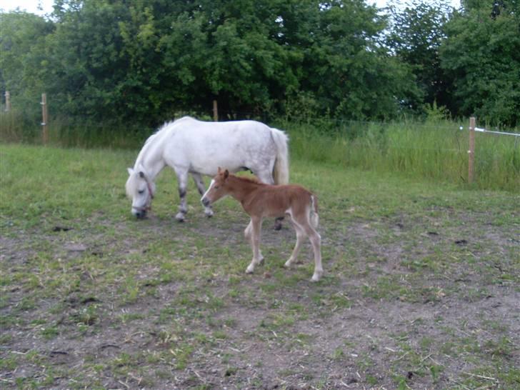 Anden særlig race Wendy solgt billede 20