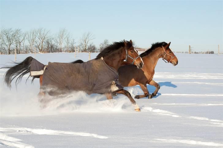 DSP Bakkelys Rozitta - #13 | Vinter hygge med mor  | Foto: Johnny Laursen billede 13