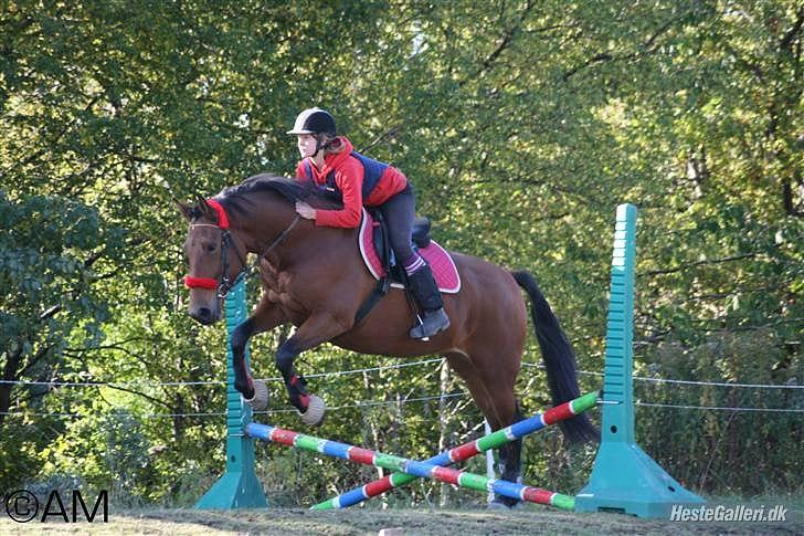 Anden særlig race » Akacie »Elsker dig <3 - 6) Du var mit livs glæde! du var der for mig når jeg var ked af det eller havde haft en dårlig dag, du fik mig til at se det lyse selv når det var mørk! ): <3 AKACIE jeg savner dig! ): <3 billede 6