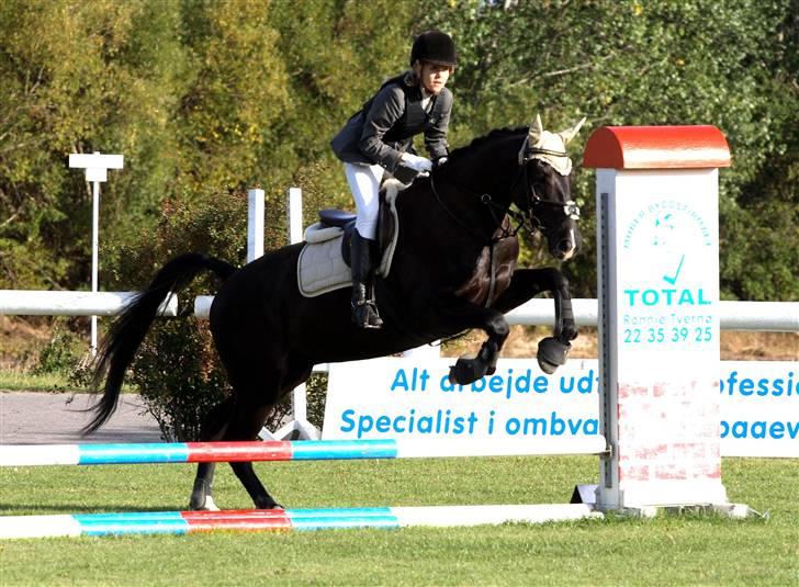 Anden særlig race Horsebjerg Massimou SOLGT - Stævne på VAl. Taget af Camilla Rosenlund / CR-FOTO billede 16