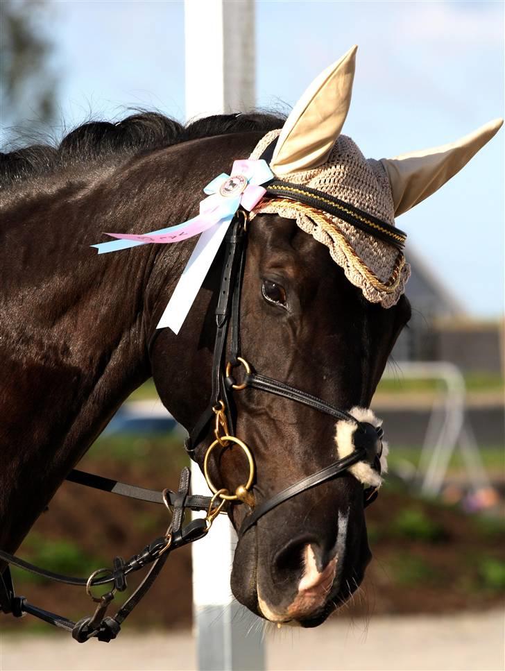 Anden særlig race Horsebjerg Massimou SOLGT - Stævne på VAl. Taget af Camilla Rosenlund / CR-FOTO billede 17