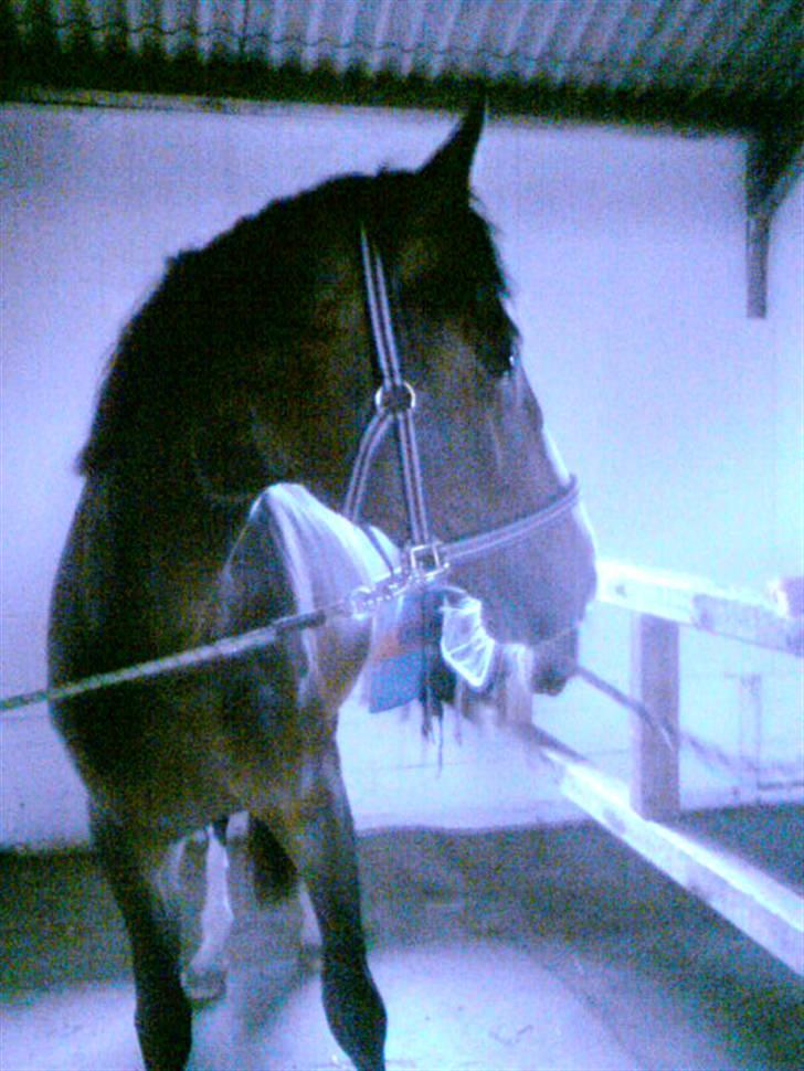 Dansk Varmblod Shawanna *R.I.P* billede 1