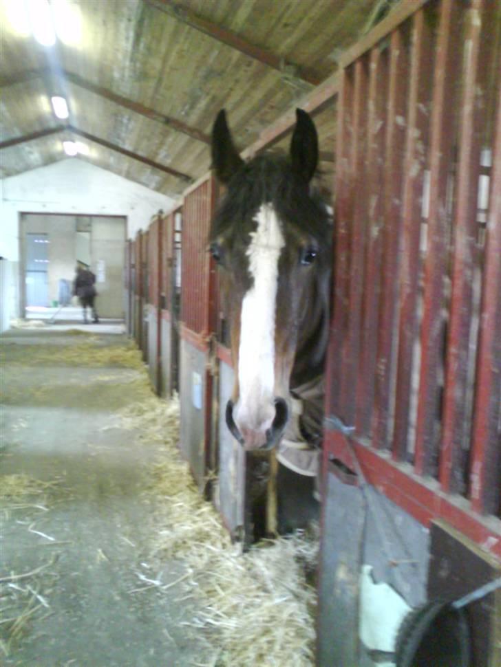 Dansk Varmblod Shawanna *R.I.P* billede 2