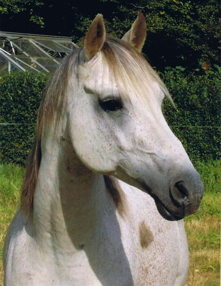 Arabisk fuldblod (OX) Zino ( SOLGT ) - Zino i hans unge dage :o) billede 20