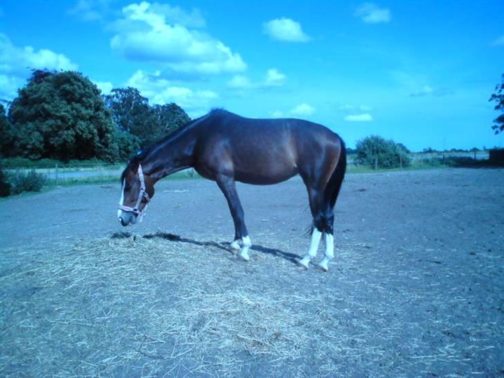 Dansk Varmblod Shawanna *R.I.P* billede 4