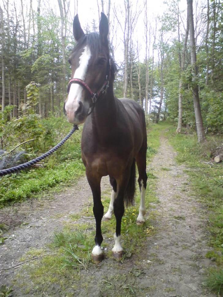 Dansk Varmblod Shawanna *R.I.P* billede 5