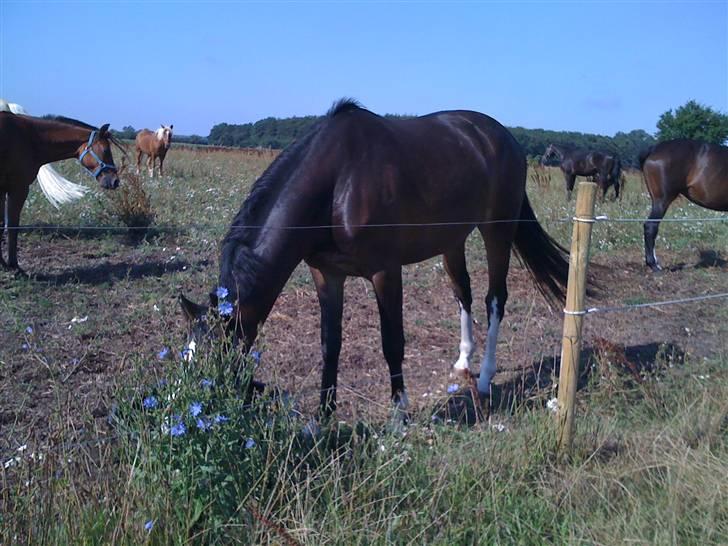 Dansk Varmblod Shawanna *R.I.P* billede 7