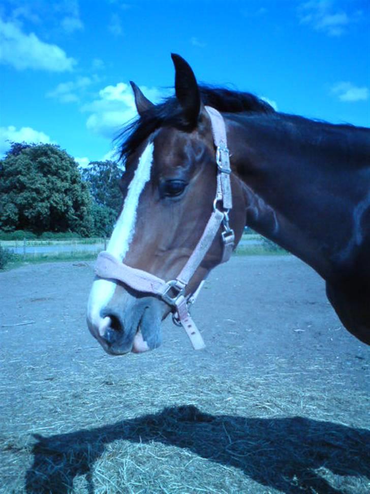 Dansk Varmblod Shawanna *R.I.P* billede 8