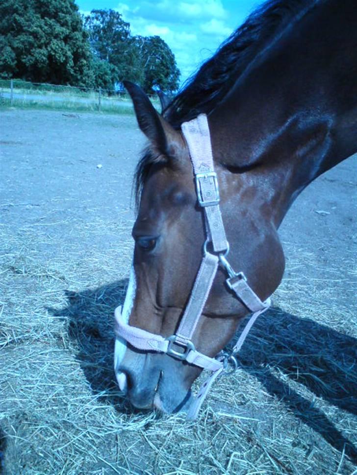 Dansk Varmblod Shawanna *R.I.P* billede 10