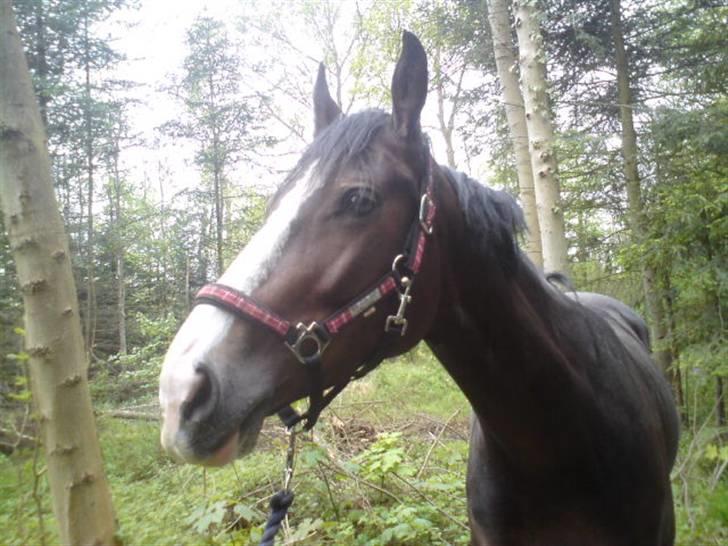 Dansk Varmblod Shawanna *R.I.P* billede 11