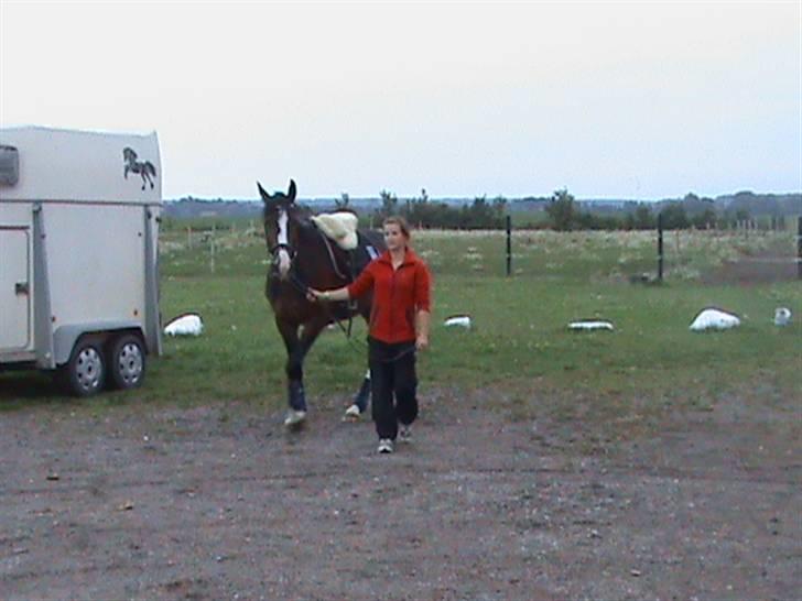 Dansk Varmblod Shawanna *R.I.P* billede 12