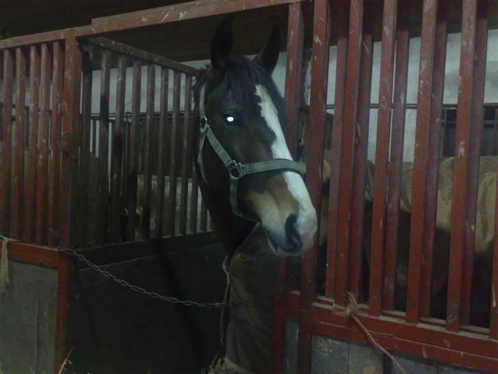 Dansk Varmblod Shawanna *R.I.P* billede 15