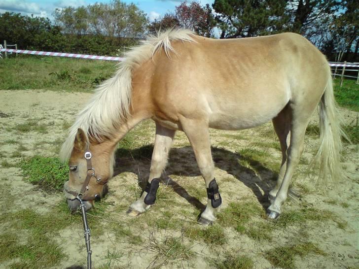 Anden særlig race Hafl./Palom. Flika(solgt) - Dejlige flika, første gang med forbens gamager, hun er bare så dygtig <3 billede 15