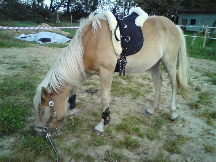 Anden særlig race Hafl./Palom. Flika(solgt) - Dejlige flika, første gang med forbens gamager, underlag og Longe gjord. <3 billede 16