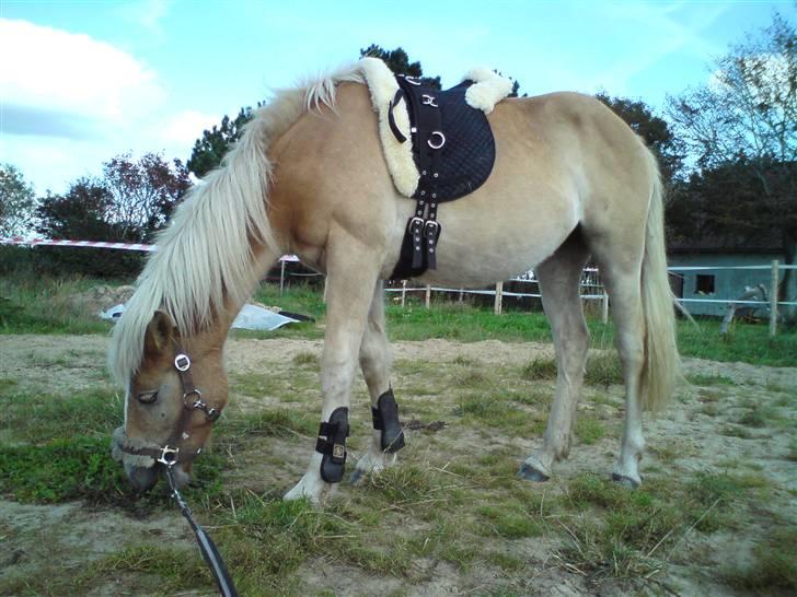 Anden særlig race Hafl./Palom. Flika(solgt) - Dejlige flika, første gang med forbens gamager, underlag og Longe gjord. <3 billede 17