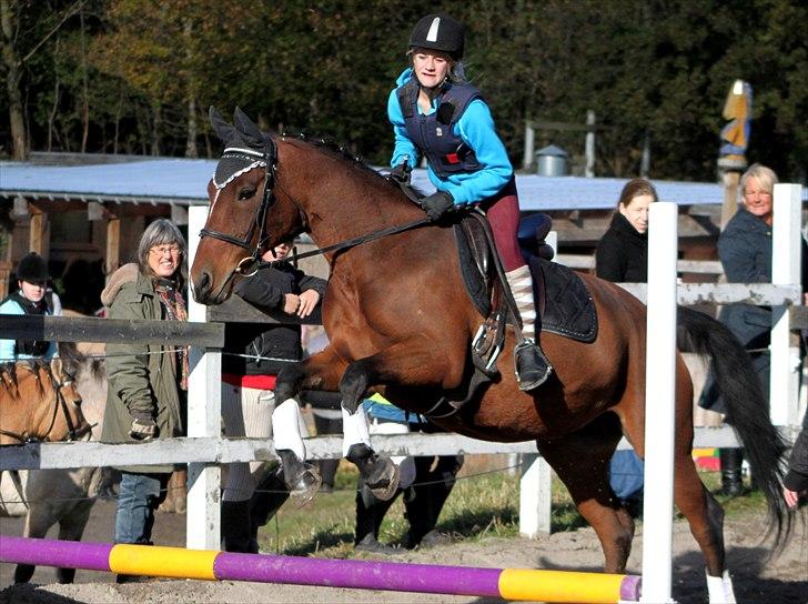 Anden særlig race | Indian Pride - Springstævne på Bispevangen d. 19 oktober 2010, 50 cm. Hun var så sød (= | Fotograf: STL   billede 5