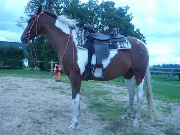 DSP Endahlgårdens Pallas  - kan desværre ikke tage billeder samtidig med at jeg rider. billede 10
