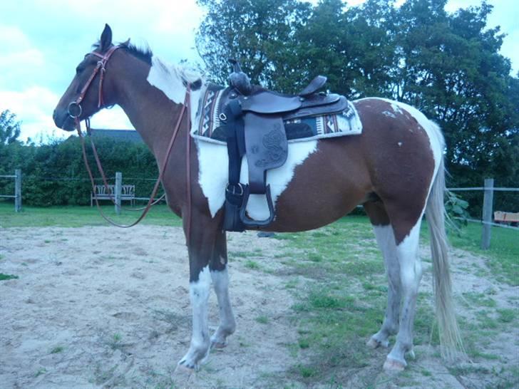 DSP Endahlgårdens Pallas  - ny sadel og hovedtøj :0) billede 11