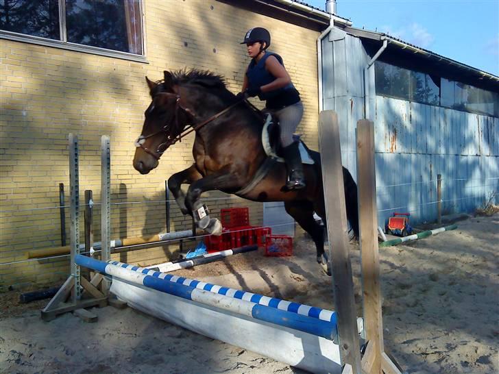 Anden særlig race flying maddie SOLGT billede 9