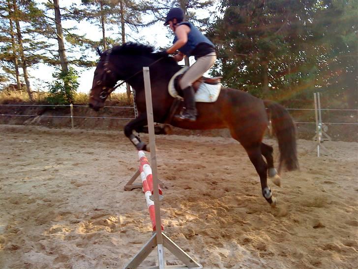 Anden særlig race flying maddie SOLGT billede 10