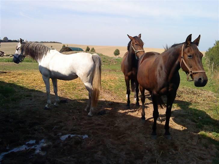 Anden særlig race flying maddie SOLGT billede 11